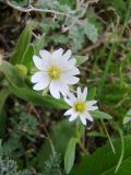 Cerastium nemorale