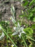 Ornithogalum boucheanum