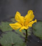 Nymphoides peltata