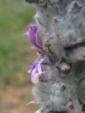 Stachys velata