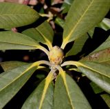 Rhododendron insigne