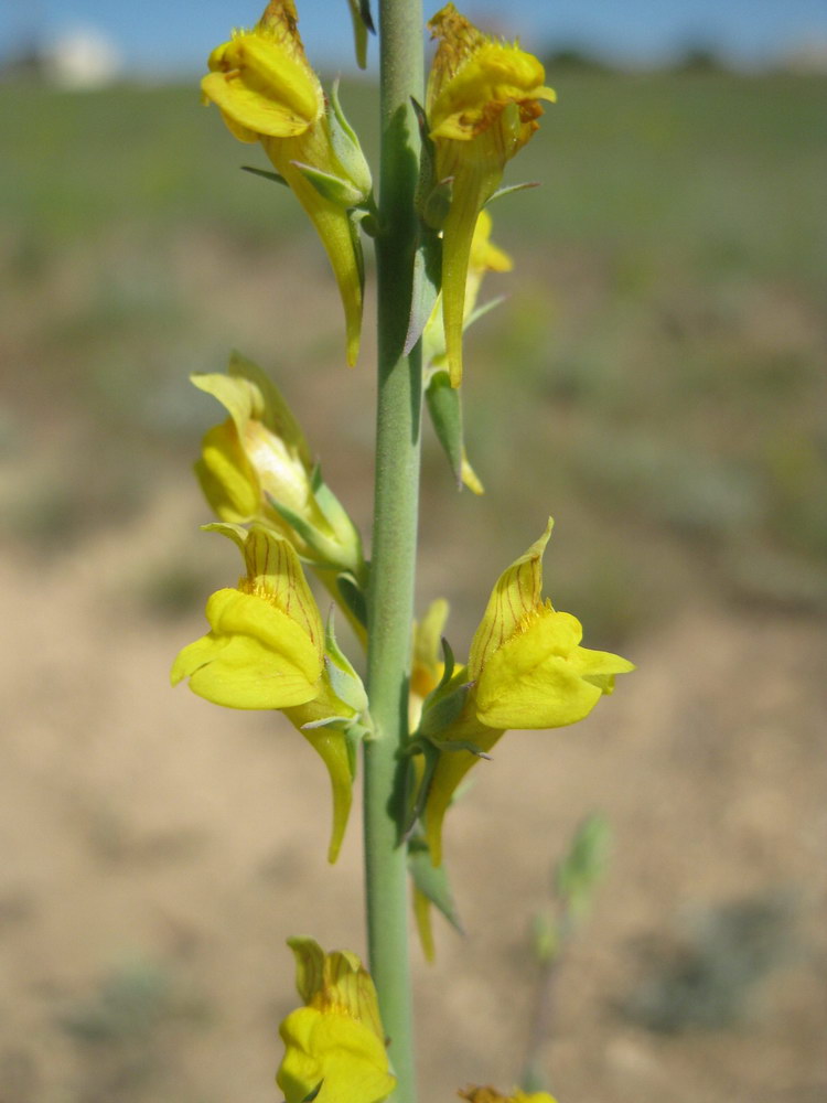 Изображение особи Linaria syspirensis.