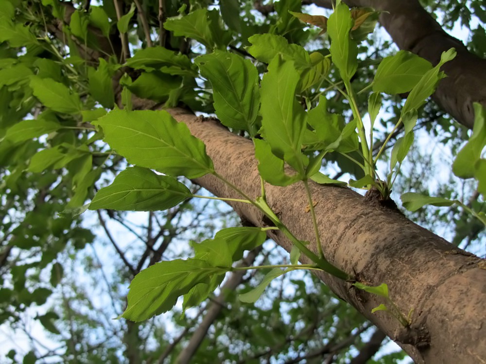 Изображение особи Fraxinus excelsior var. diversifolia.