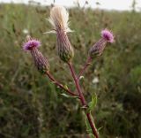 Cirsium setosum