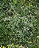 Verbena officinalis. Цветущее растение. Астраханская обл., Красноярский р-н, исток рук. Бузан, обочина просёлочной дороги. 11.08.2013.