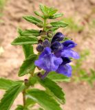 Scutellaria strigillosa. Верхушка цветущего растения. Хабаровский край, Ванинский р-н, бух. Сизиман. 10.08.2013.