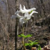 Corydalis caucasica. Верхушка цветущего растения. Краснодарский край, Новороссийский р-н, гора Рябкова. 23.03.2014.