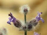 Salvia deserti