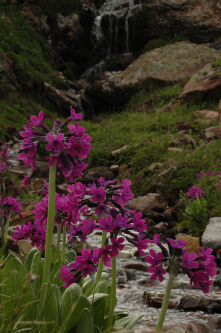Изображение особи Primula nivalis.