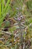 Teucrium scordium. Верхушка цветущего растения. Ленинградская обл., Волосовский р-н, берег водоёма. 19.07.2014.