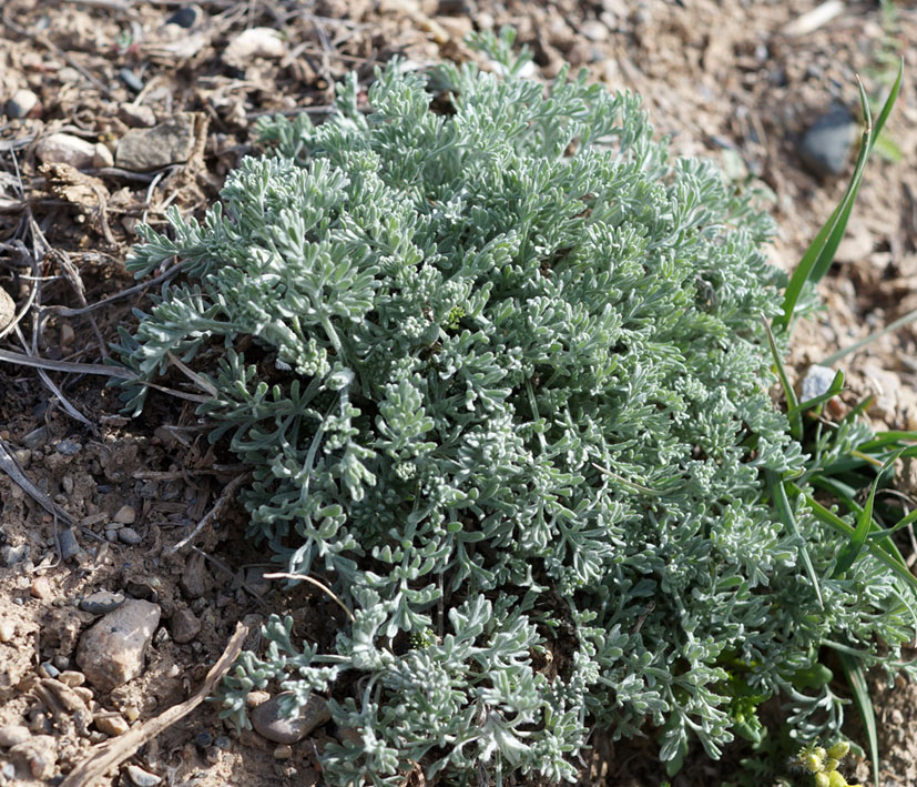 Изображение особи Artemisia absinthium.