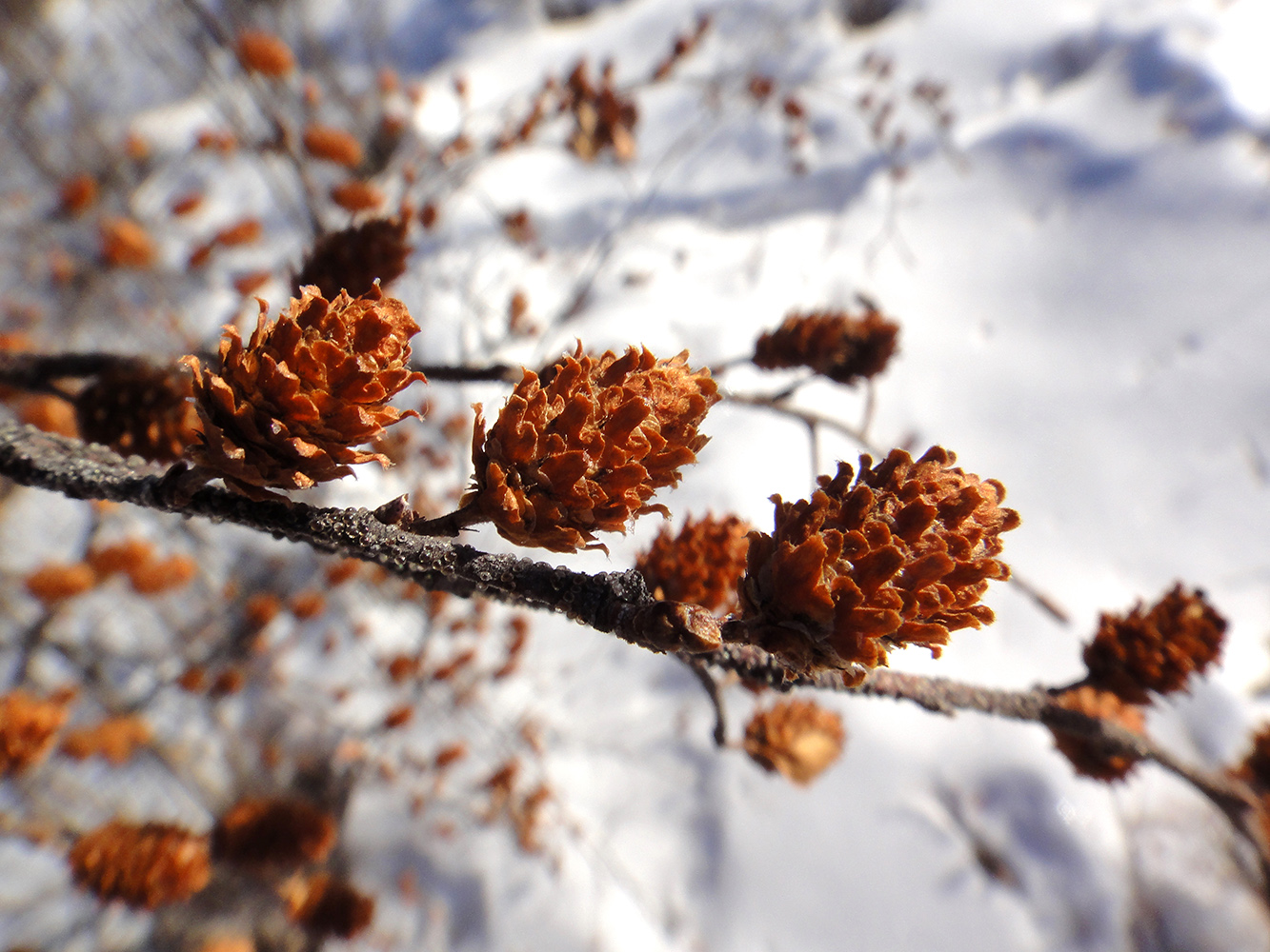 Изображение особи Betula fruticosa.