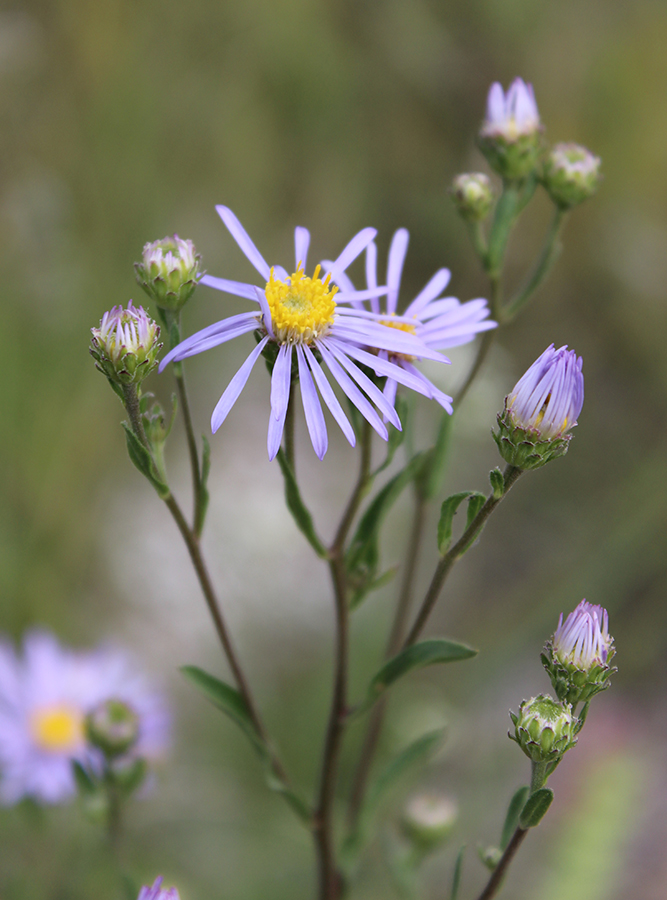 Изображение особи Aster amellus.