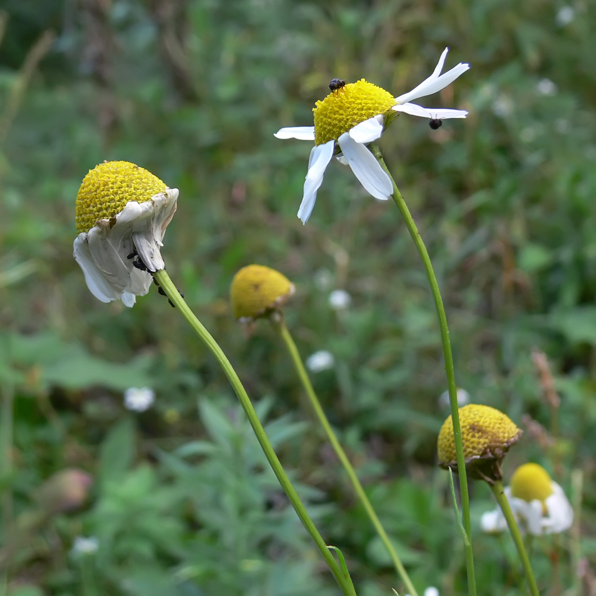 Изображение особи Tripleurospermum inodorum.