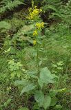 Solidago virgaurea. Цветущее растение. Санкт-Петербург, Пискарёвский парк. 31.07.2009.