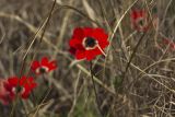 Anemone pavonina. Верхушки цветущих растений. Греция, Пелопоннес, окр. пос. Кентро, берег вдхр. Пиньос. 19.03.2015.