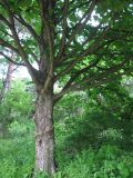 Corylus colurna