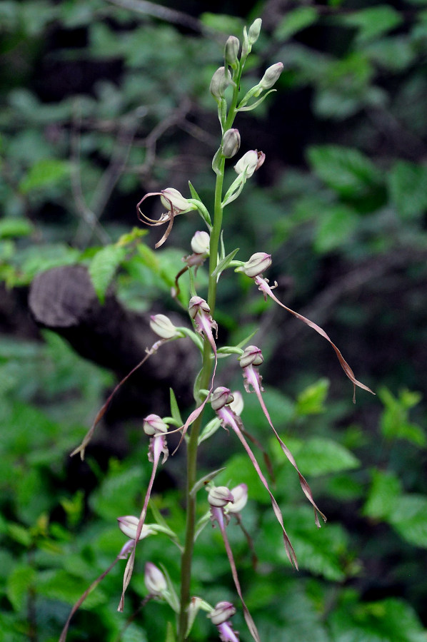 Изображение особи Himantoglossum caprinum.