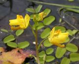 Utricularia macrorhiza. Соцветие. Приморский край, Черниговский р-н, окр. с. Вадимовка, старица р. Илистая. 18.07.2016.