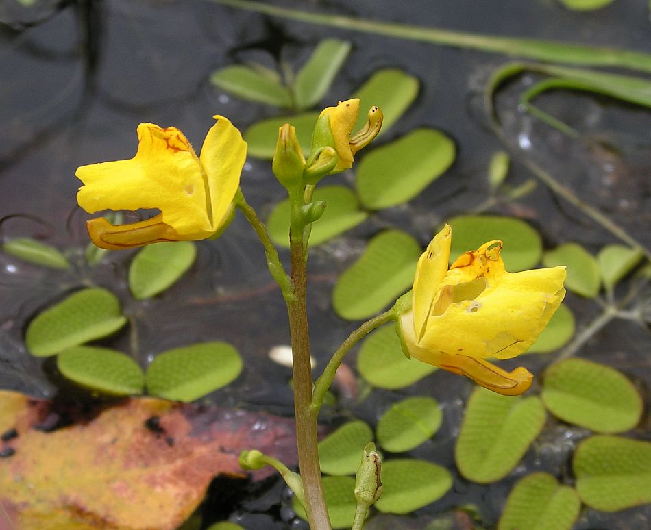 Изображение особи Utricularia macrorhiza.