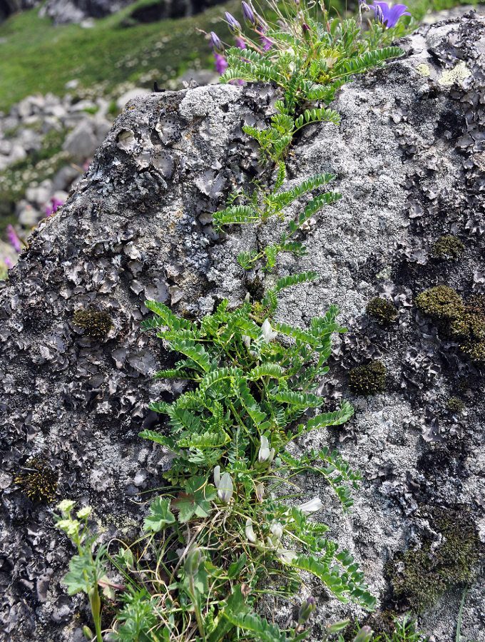 Изображение особи Astragalus polygala.