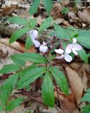 Cardamine quinquefolia