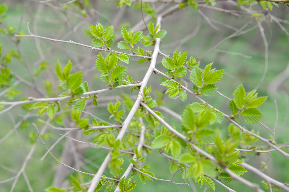 Изображение особи Ulmus pumila.