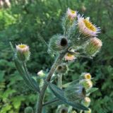 Erigeron acris