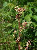 Aconogonon tripterocarpum