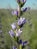 Campanula macrostachya. Часть соцветия. Украина, г. Луганск, окр. пос. Видное, плакорная степь, на залежи 19.06.2017.