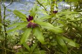 Rhododendron ponticum. Верхушка побега с цветком и бутонами. Адыгея, Майкопский р-н, окр. пос. Хамышки, высокий обрывистый правый берег р. Киша, выс. ≈ 740 м н.у.м., пихтово-буковый лес. 30.04.2018.