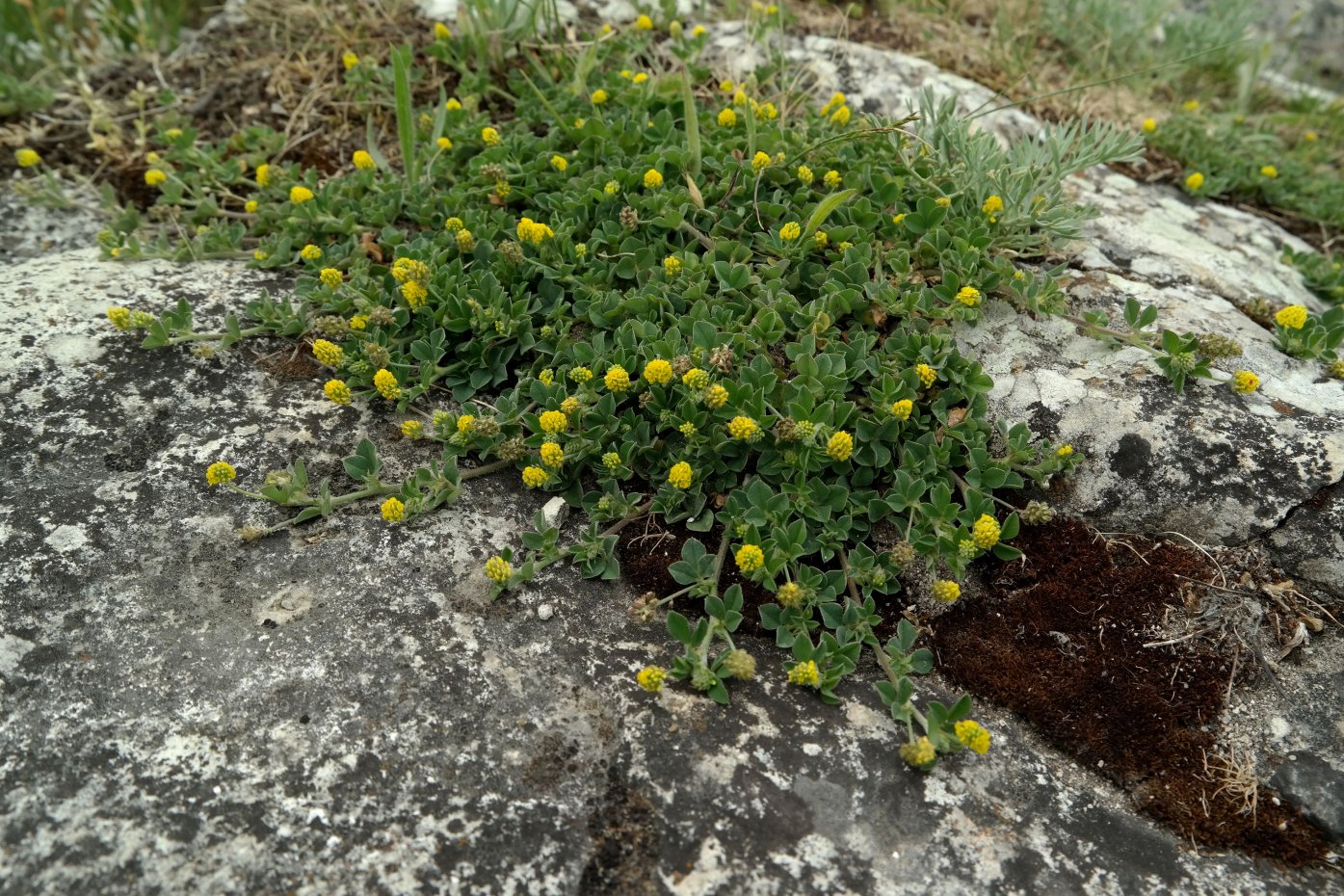 Image of Medicago lupulina specimen.