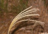 род Miscanthus