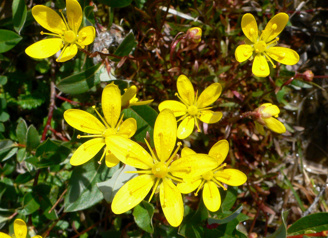 Изображение особи Saxifraga hirculus.