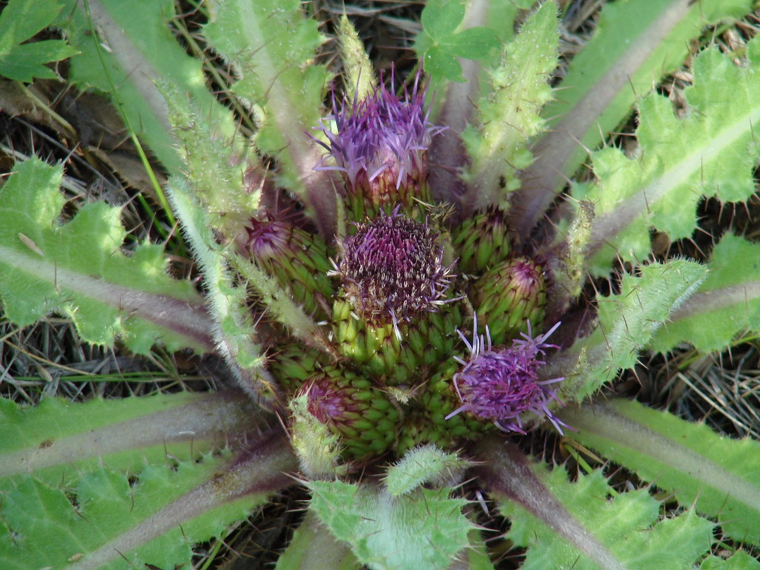 Изображение особи Cirsium esculentum.