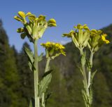 род Erysimum