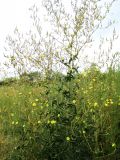 Lactuca serriola