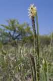 Carex cuspidata