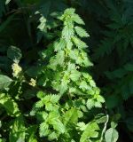 Urtica urens