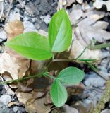 Lathyrus vernus