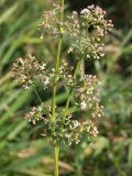 Galium mollugo