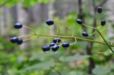 Clintonia udensis