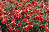 Papaver rhoeas