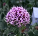 Clerodendrum bungei