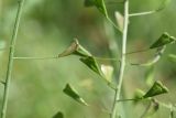 Capsella bursa-pastoris