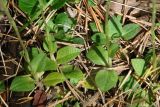 Goodyera repens