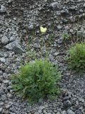 Papaver lapponicum