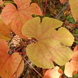 Vitis amurensis. Листья в осенней окраске. Хабаровский край, окр. г. Комсомольск-на-Амуре, широколиственный лес. 24.09.2023.