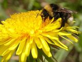 Taraxacum officinale