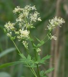 Thalictrum flavum. Верхушка растения с соцветием. Псковская обл., Себежский р-н, берег оз. Нечерица. 20.07.2007.